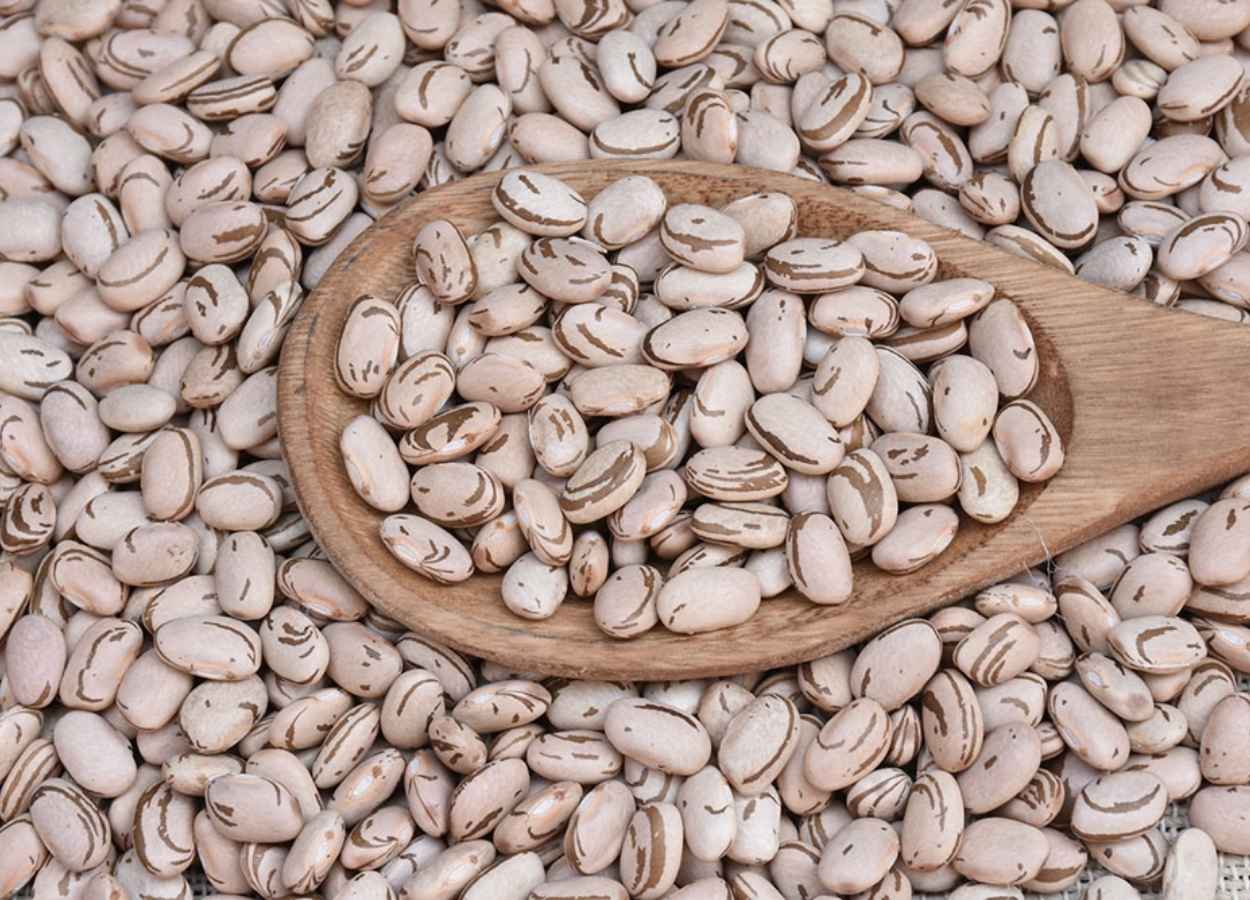 Embrapa lança feijão biofortificado BRS FC409 - Revista Cultivar