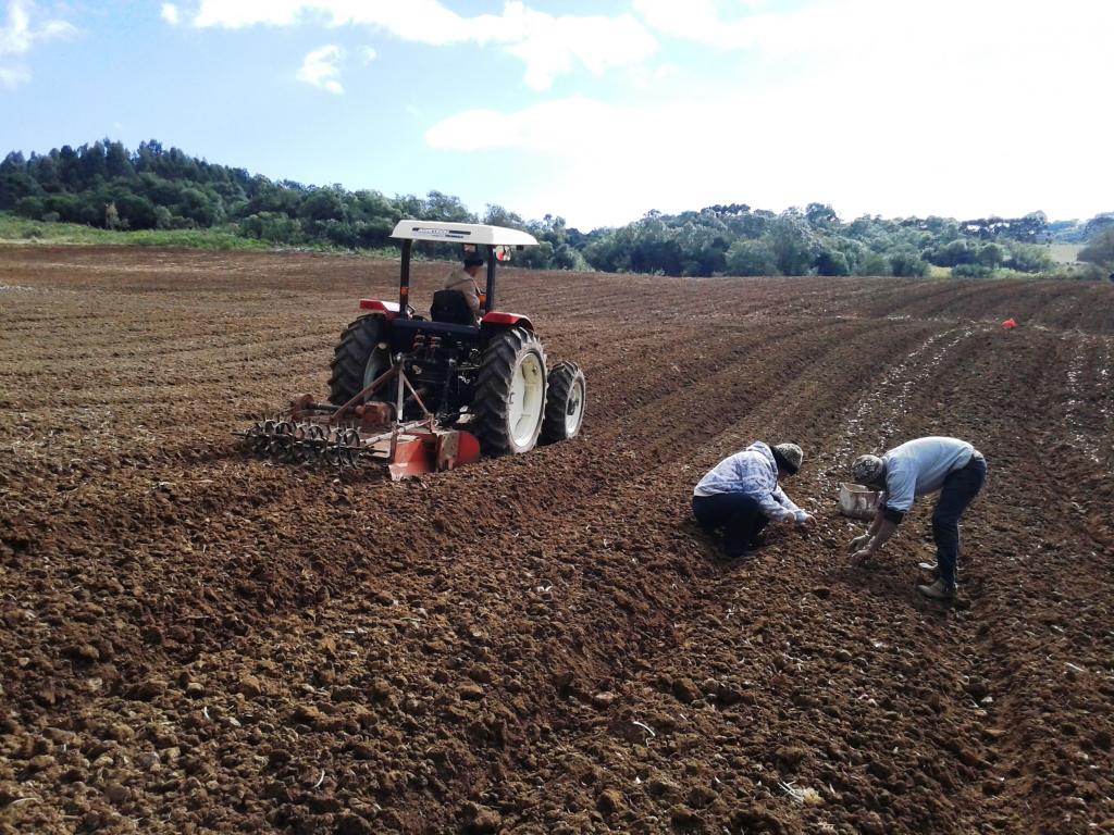 ​Plantio do alho avança na Serra Gaúcha