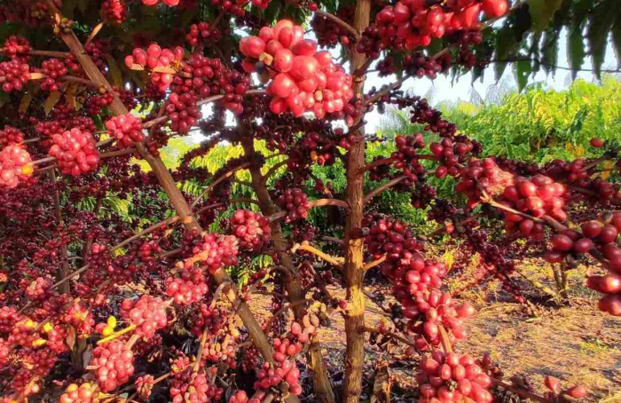 Robusta deficit boosts Brazil's coffee exports, says Hedgepoint