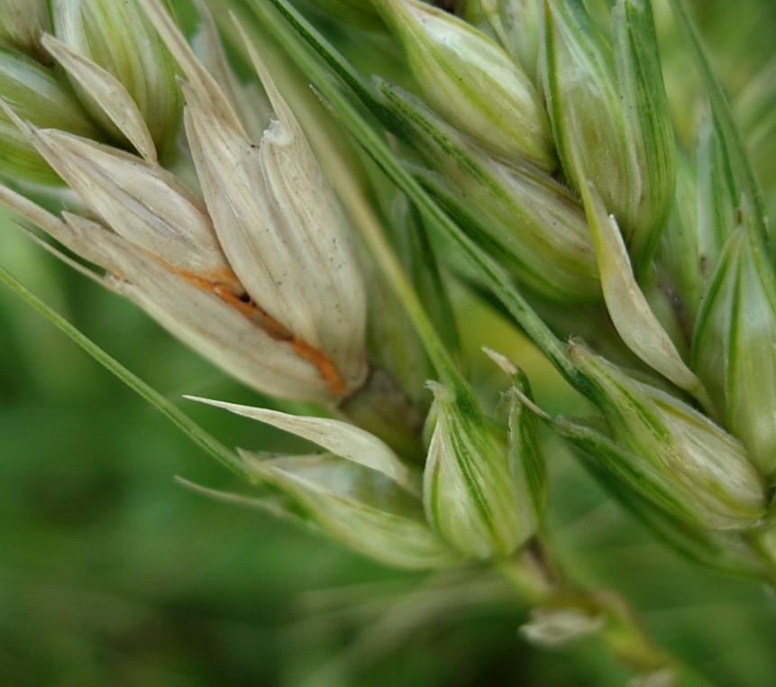 Manejo de doenças fúngicas em trigo