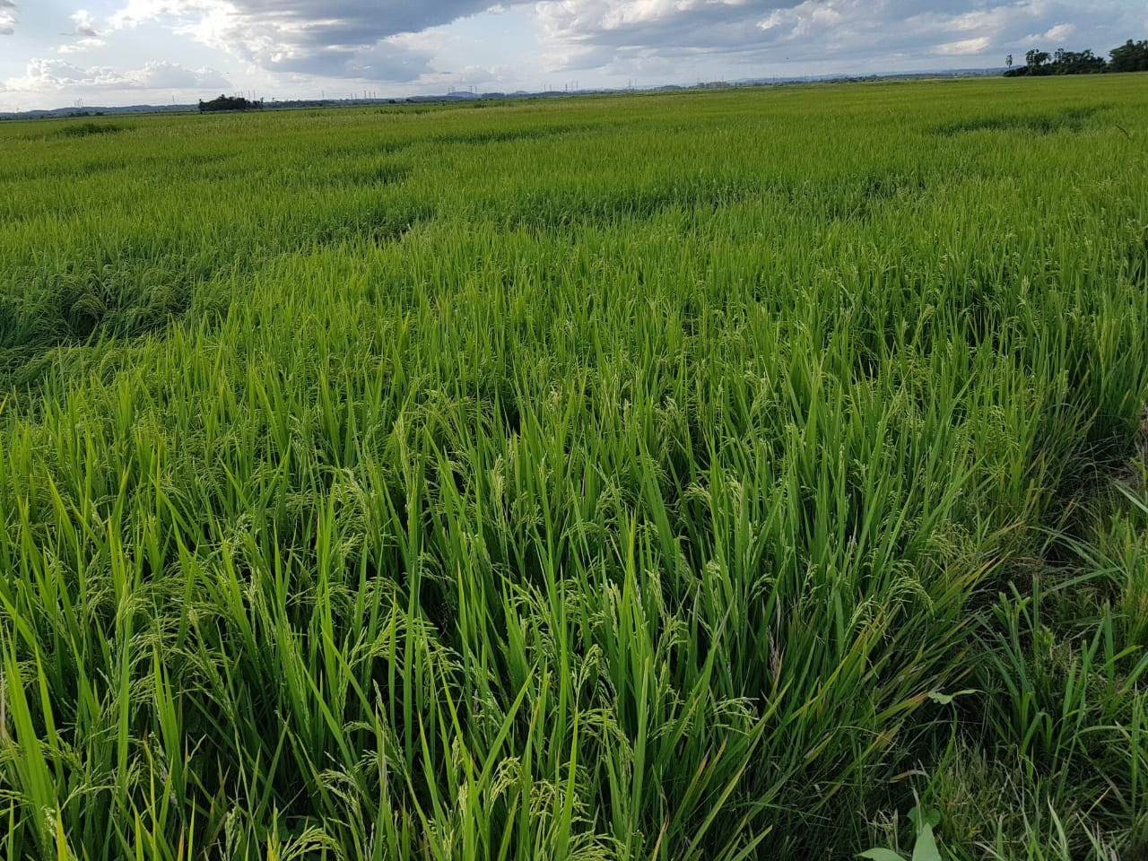 Agenda global amplia espaço para o arroz pré-germinado