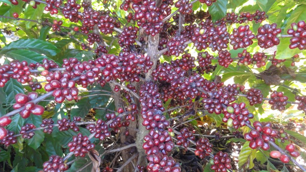 Andina, primeira cultivar de café para altitude/frio