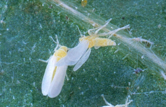 Bactéria molda crescimento da mosca-branca