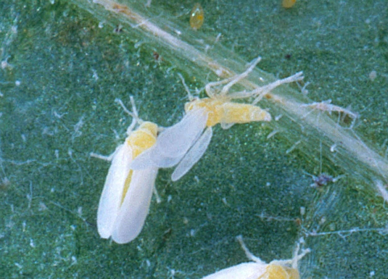 Bactéria molda crescimento da mosca-branca