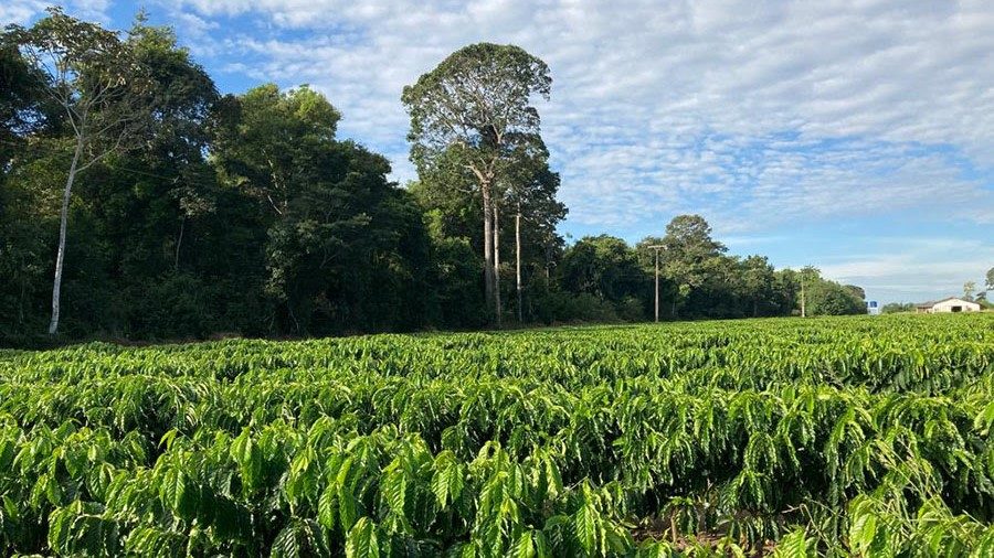 Study maps and estimates carbon stock from coffee growing in Rondônia