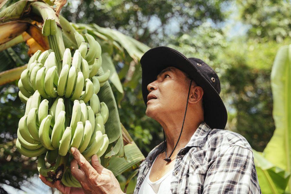 Especialistas pedem ação coordenada para conter a pandemia que ameaça as bananas