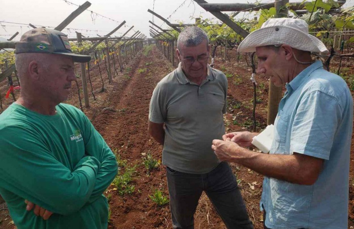 Plano de controle da podridão-da-uva-madura avança com a instalação de ensaios em campo