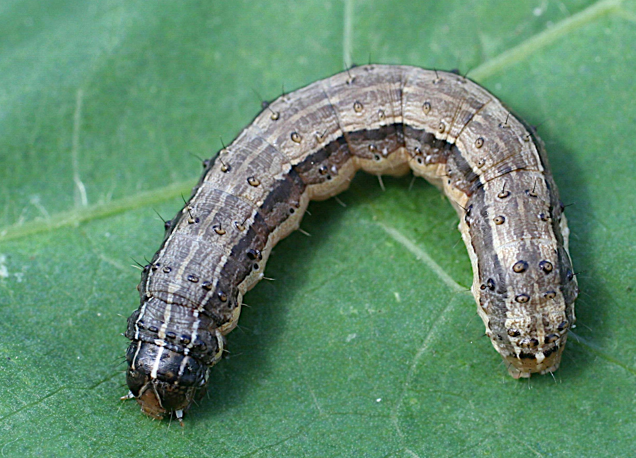 Foto: Russ Ottens, University of Georgia