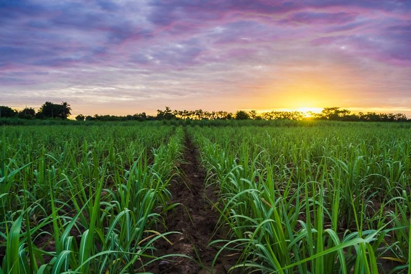 Albaugh anuncia entrada no mercado de defensivos agrícolas para cana-de-açúcar