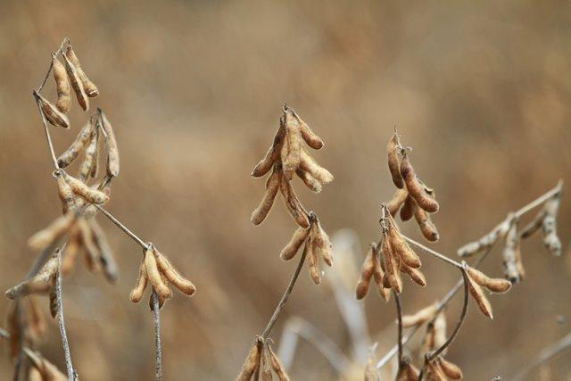 Fungicida Fox Xpro ajuda produtor a colher 46 sacas de soja a mais por hectare