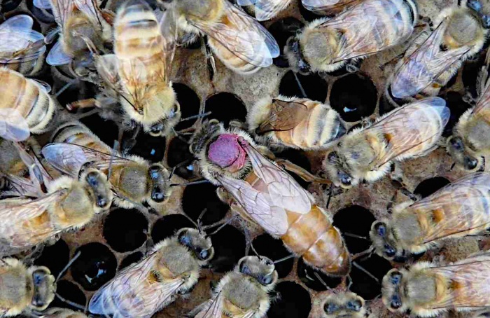 Abelhas rainhas transferem methyl parathion para ovos