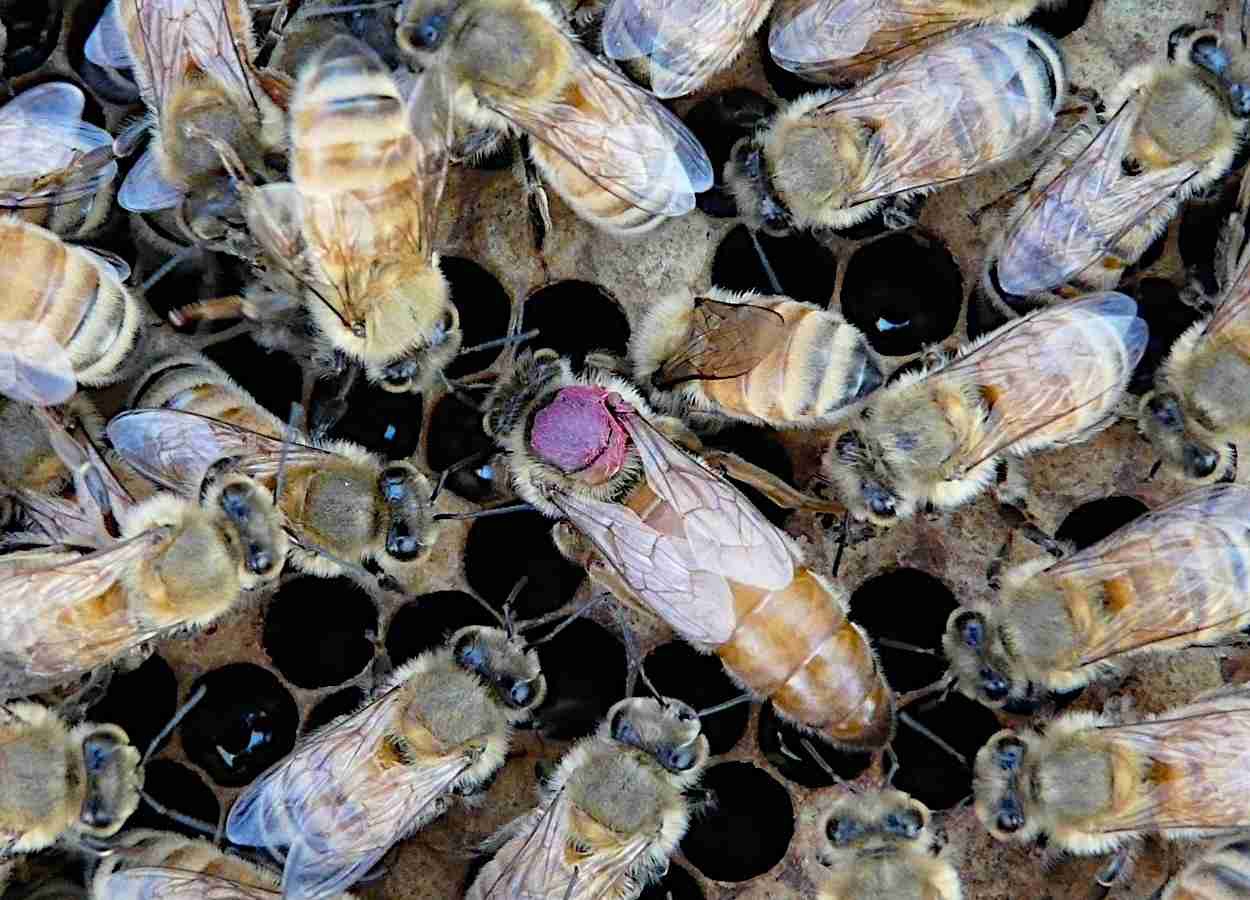 Abelhas rainhas transferem methyl parathion para ovos