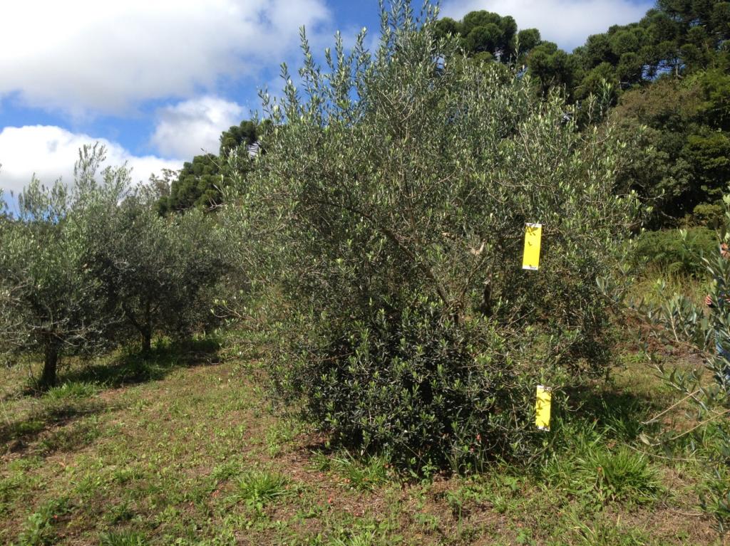 Epamig conduz estudos para o controle de doença em oliveira