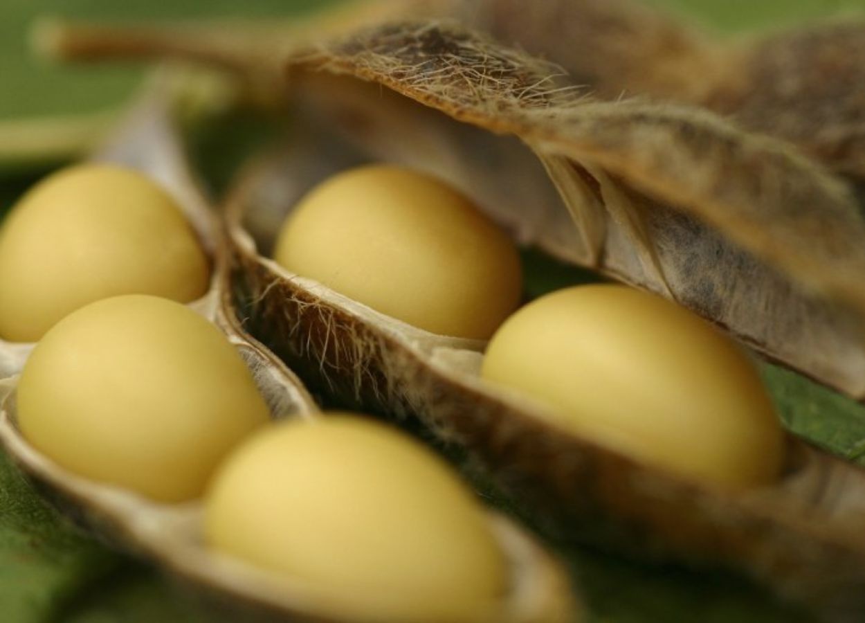 VBP do agro cresce 11,3% e chega a R$ 1,406 tri em agosto