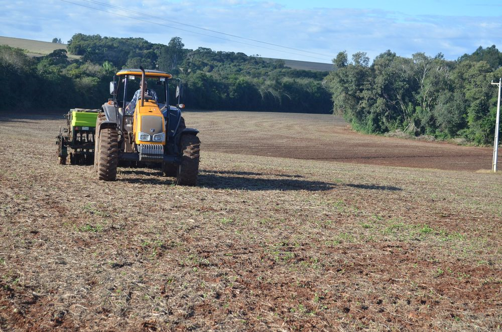 Cultivo do trigo é implantado no Rio Grande do Sul