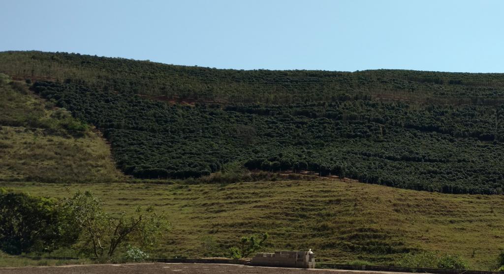 ​Pesquisa no RJ mostra que adensamento aumenta produtividade do café por área