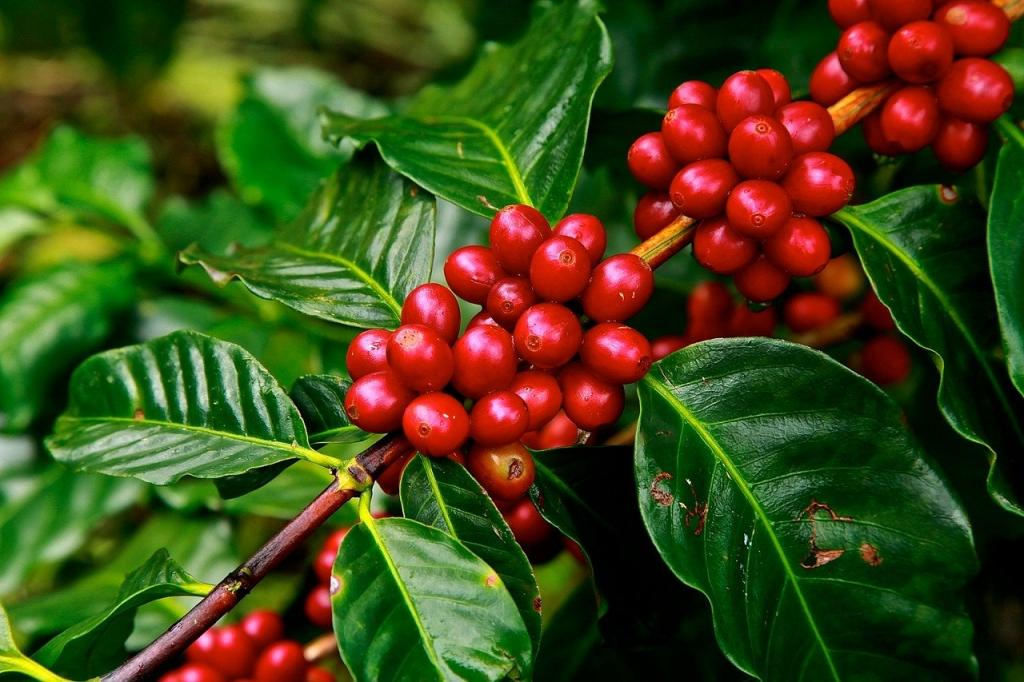 Solução à base de bioativos chega às lavouras de café no Brasil