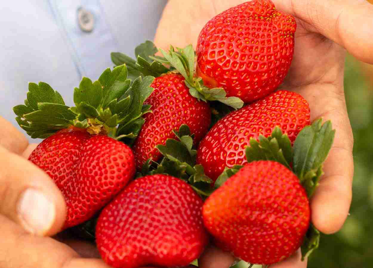 Peptídeo antimicrobiano preserva firmeza de morangos