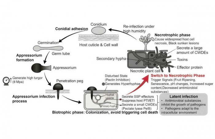 Nanotecnologia amplia opções para manejo da antracnose