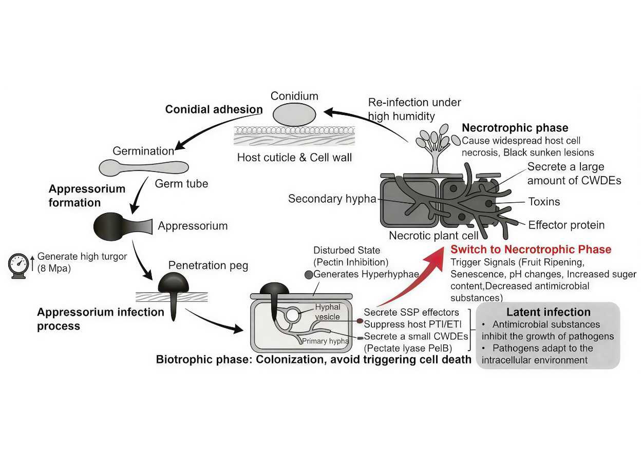 Nanotecnologia amplia opções para manejo da antracnose