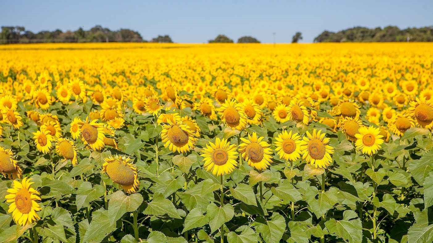 Producers have until July 15th to complete the sunflower harvest in Goiás