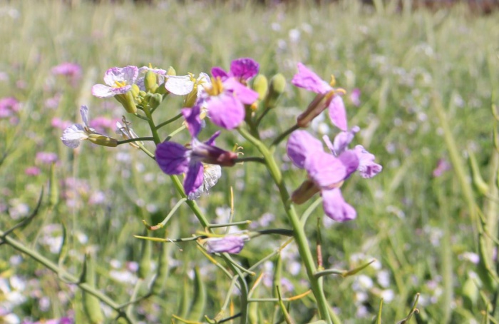 Solo ganha protagonismo após a colheita da soja