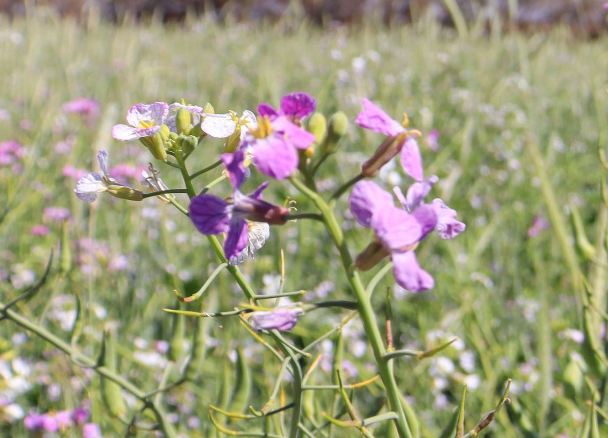 Solo ganha protagonismo após a colheita da soja