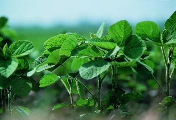 Especial Show Rural: Bayer lança variedade de soja da marca Credenz no Show Rural Coopavel