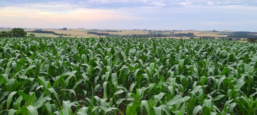 Plantio do milho é favorecido pelo clima e chega a 65% no RS