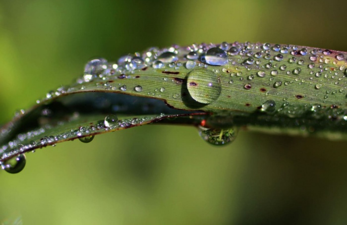 Vegetação em expansão acelera a seca do solo no mundo