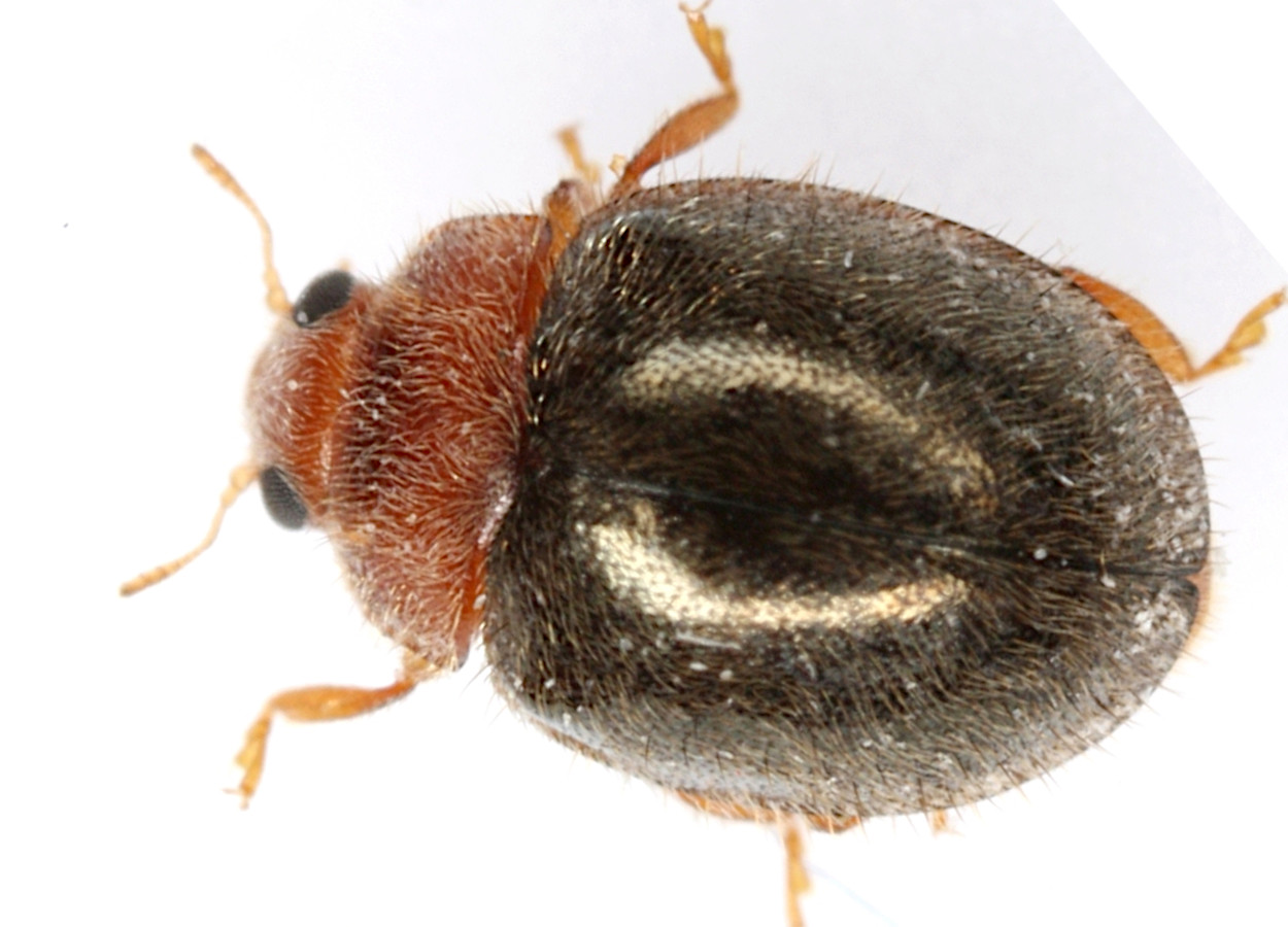 Foto: Mike Quinn - CC BY-NC 4