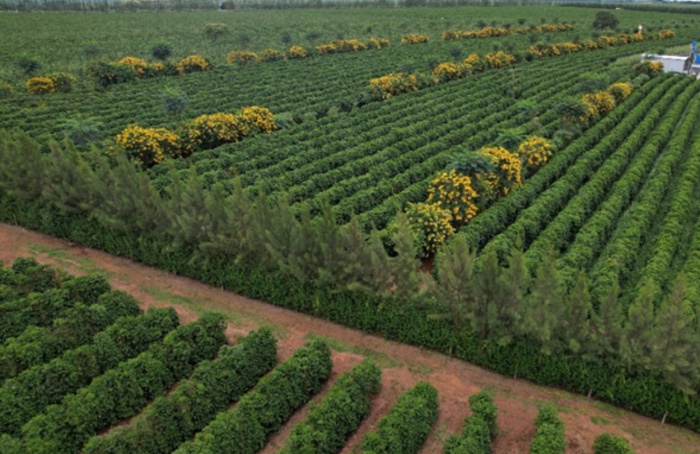 O que esperar da cafeicultura nos próximos anos