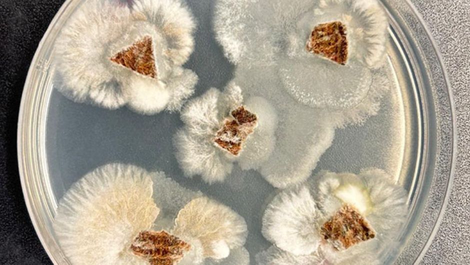 Fungos endofíticos saindo de dentro do tecido foliar