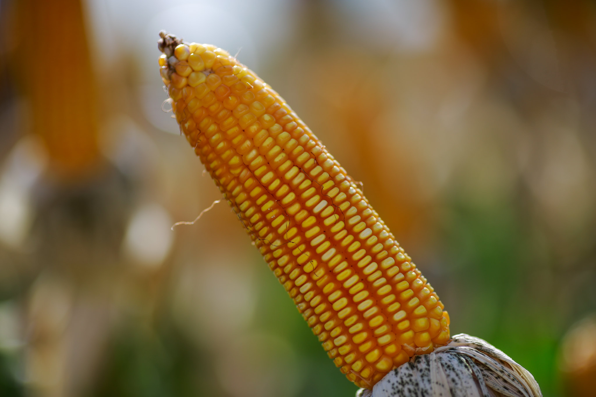 Demanda externa aquecida eleva cotação do milho no Brasil