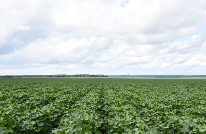 Tocantins libera plantio de algodão após fim do vazio sanitário