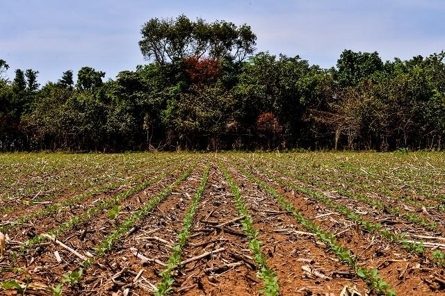 94 mil hectares de soja precisaram de replantio em MT