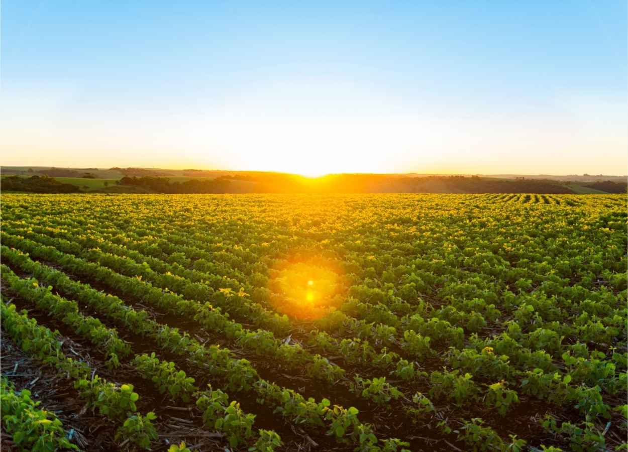 Hedgepoint projeta safra de soja em 179,5 mi de toneladas