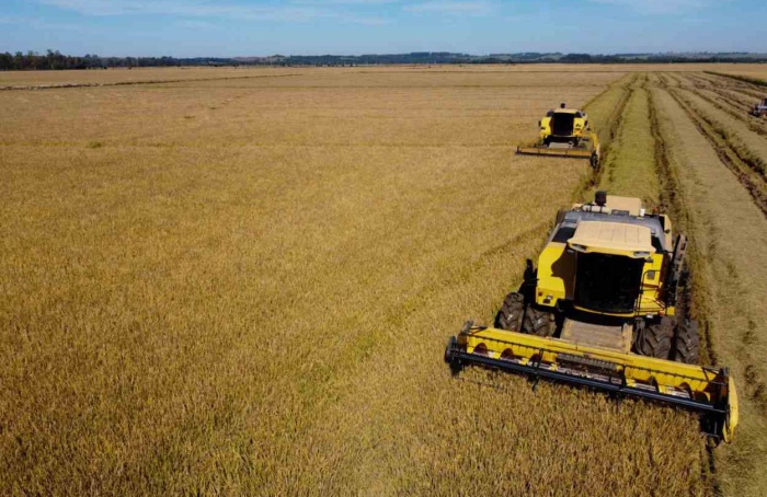 Colheita do arroz avança no RS e passa de 91% da área plantada