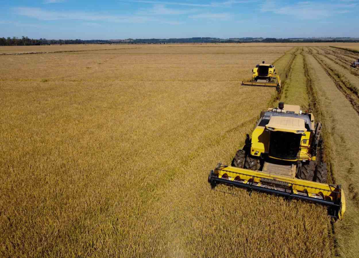 Colheita do arroz avança no RS e passa de 91% da área plantada
