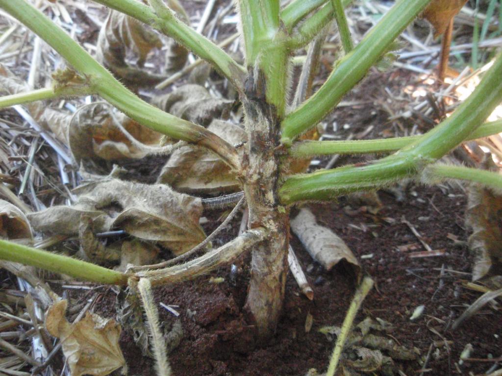 Métodos de combate à podridão radicular em soja