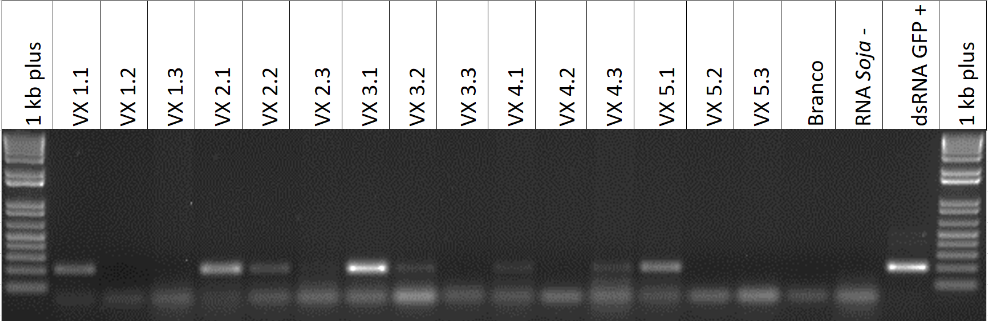 Figura 1. Resultados de reação de PCR e Eletroforese em vagens de soja seccionadas com translocação de dsRNA GFP. VX 1.1 vagem 1 secção 1, VX 1.2 vagem 1 secção 2, VX 1.3 vagem 1 secção 3, VX 2.1 vagem 2 secção 1, VX 2.2 vagem 2 secção 2, VX 2.3 vagem 2 secção 3, VX 3.1 vagem 3 secção 1, VX 3.2 vagem 3 secção 2, VX 3.3 vagem 3 secção 3, VX 4.1 vagem 4 secção 1, VX 4.2 vagem 4 secção 2, VX 4.3 vagem 4 secção 3, VX 5.1 vagem 5 secção 1, VX 5.2 vagem 5 secção 2, VX 5.3 vagem 5 secção 3. 