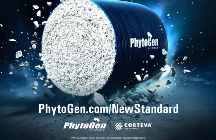 PhytoGen lança novas cultivares de algodão para 2026