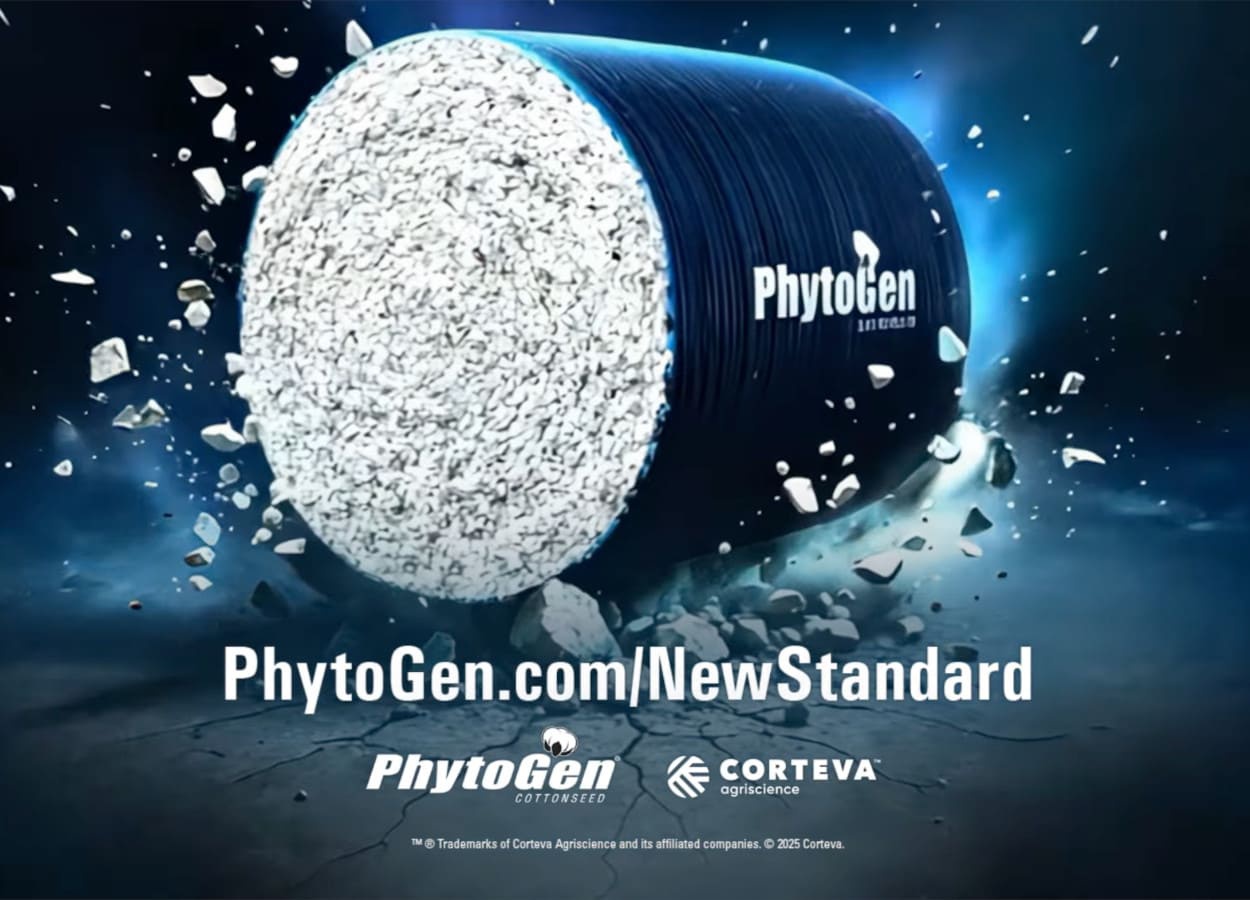 PhytoGen lança novas cultivares de algodão para 2026
