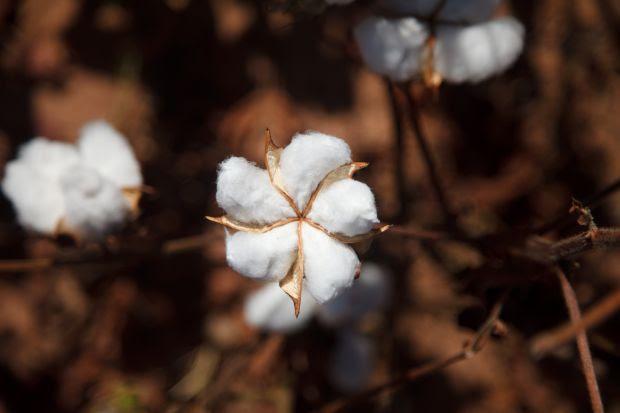 Altas produtividades no algodão passam por manejo adequado de pragas e doenças