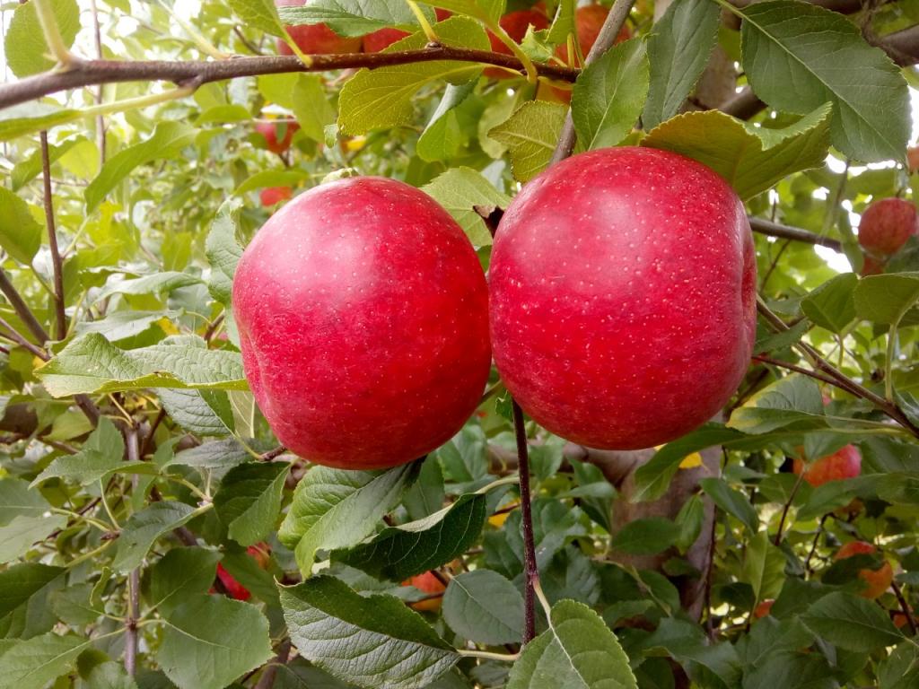 Rastreabilidade em pomares de maçãs é exigência do mercado internacional