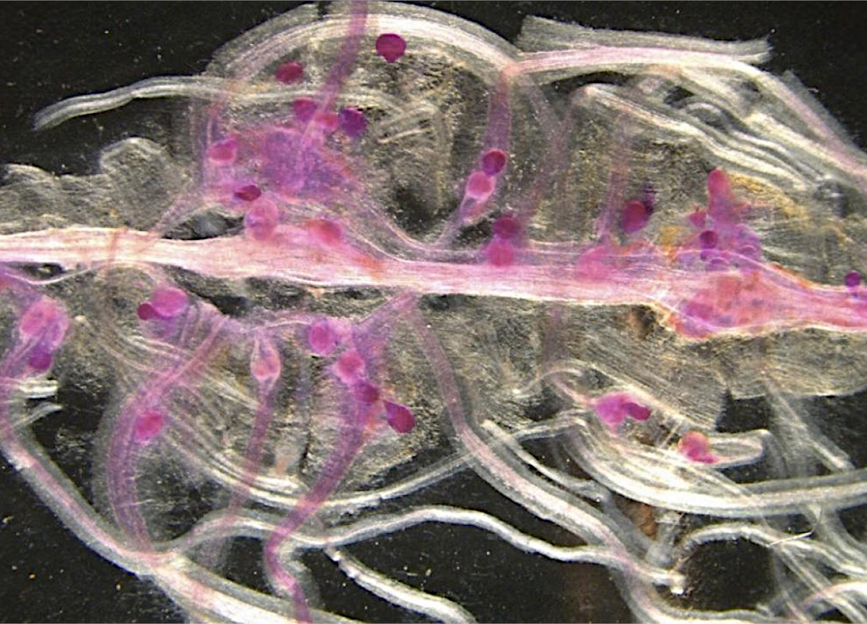 <i>Meloidogyne hapla</i> infectando raízes de feijão; as estruturas coradas de vermelho são nematoides fêmeas - Foto: Pallavi Shakya