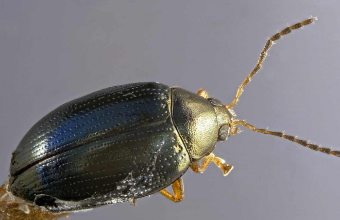 Composto derivado da oliva restaura eficácia de piretroide