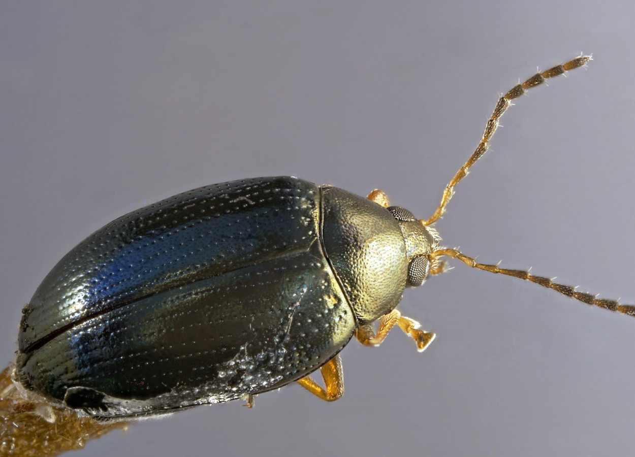 Composto derivado da oliva restaura eficácia de piretroide