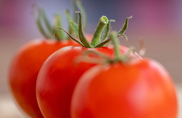 Campo eletromagnético favorece germinação de tomate