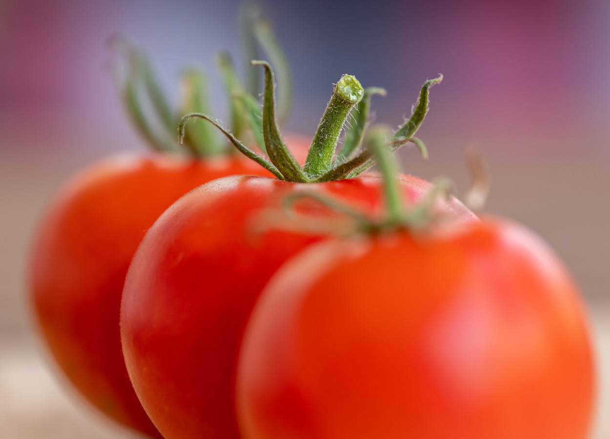 Campo eletromagnético favorece germinação de tomate